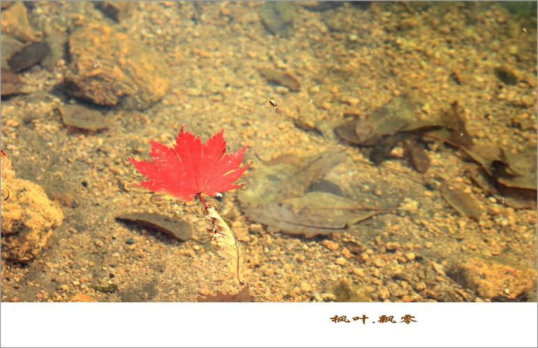 枫叶飘零最全游戏攻略解说_枫叶飘零最新游戏技巧通关