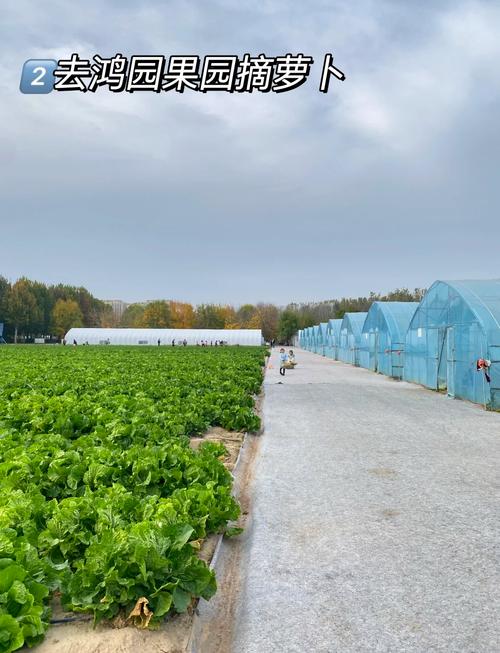 果树园全流程攻略解析_果树园高效种植技巧汇总