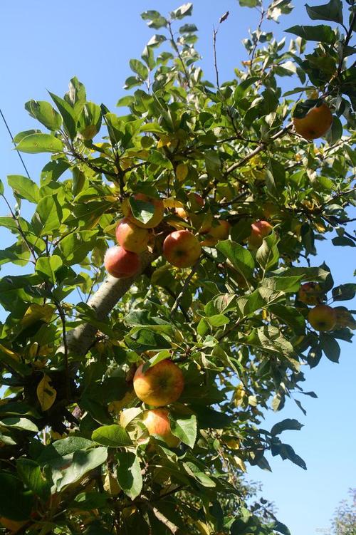 果树园全流程攻略解析_果树园高效种植技巧汇总