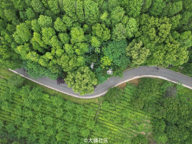 林中路全流程攻略解析_林中路最新玩法技巧指南