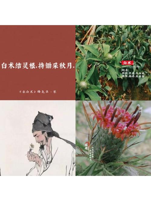 木灵根游戏攻略_木灵根玩法技巧全解析