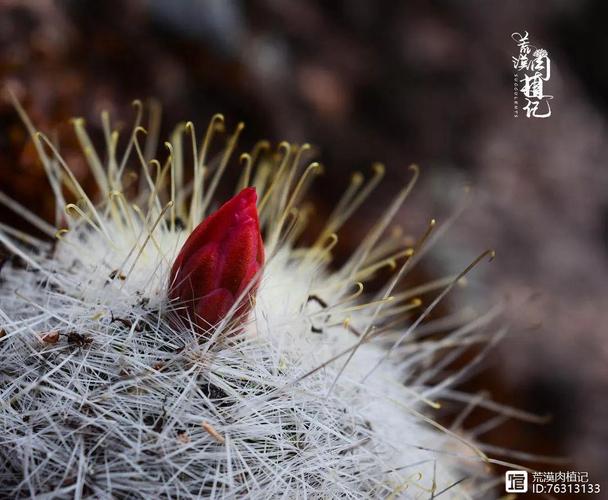 月宫殿最全游戏攻略解说_月宫殿最新游戏技巧通关