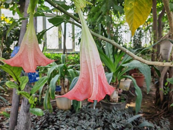 曼陀罗庄园全流程攻略详解_曼陀罗庄园隐藏要素获取技巧