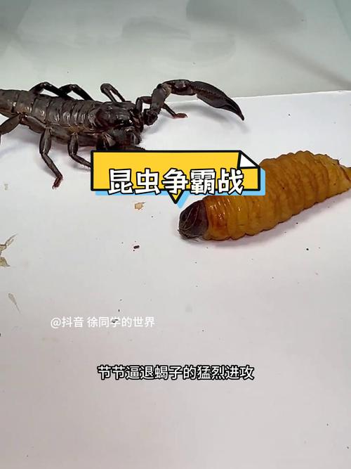 昆虫大战最全游戏攻略解说_昆虫大战最新游戏技巧通关