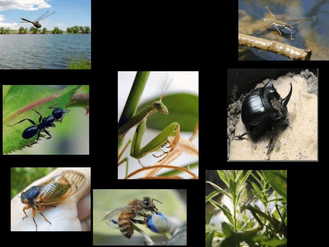 昆虫大世界最全游戏攻略解说_昆虫大世界最新游戏技巧通关