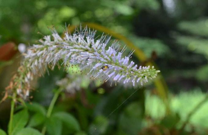 斩龙草最全游戏攻略解说_斩龙草最新游戏技巧通关
