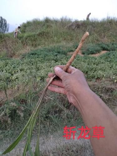 斩龙草最全游戏攻略解说_斩龙草最新游戏技巧通关