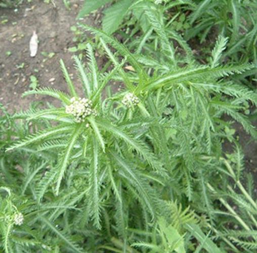 斩龙草最全游戏攻略解说_斩龙草最新游戏技巧通关