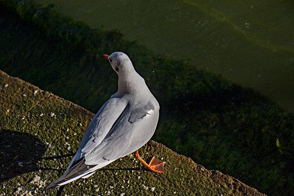 掌蹼最全游戏攻略解说_掌蹼最新游戏技巧通关