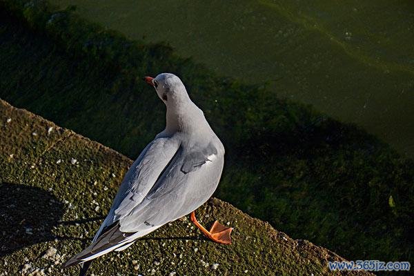 掌蹼最全游戏攻略解说_掌蹼最新游戏技巧通关