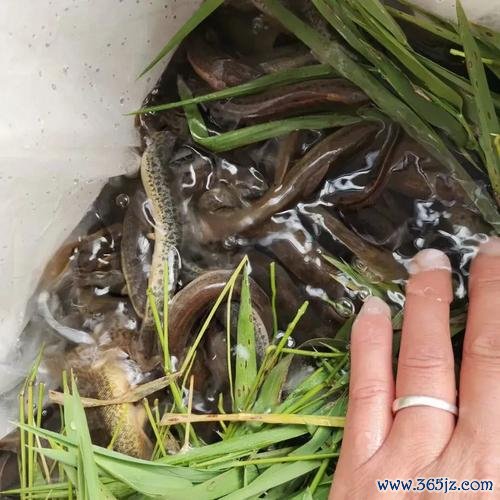 抓泥鳅最全游戏攻略解说_抓泥鳅最新游戏技巧通关