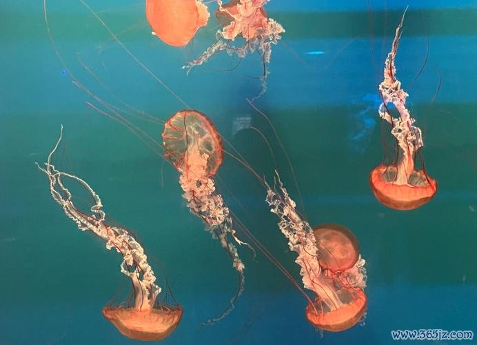 抓水母最全游戏攻略解说_抓水母最新游戏技巧通关