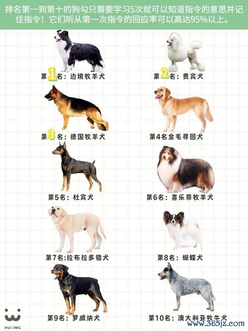 护主犬最全游戏攻略解说_护主犬最新游戏技巧通关