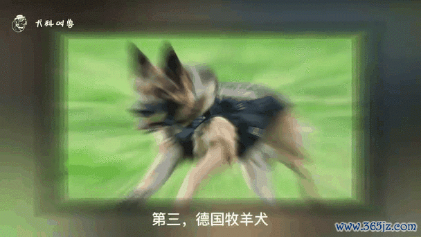 护主犬最全游戏攻略解说_护主犬最新游戏技巧通关