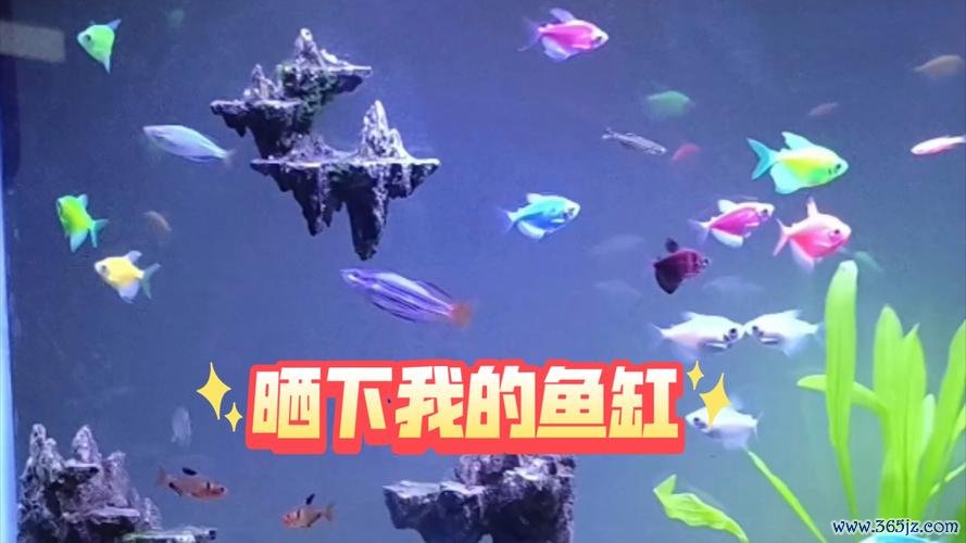 我的鱼缸最全游戏攻略解说_我的鱼缸最新游戏技巧通关