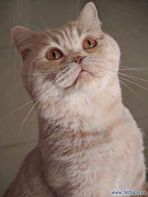 我的宠物全宠物养成攻略_我的宠物宠物互动技巧分享