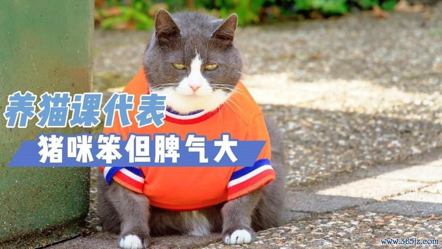 愤怒的猫咪最全游戏攻略解说_愤怒的猫咪最新游戏技巧通关