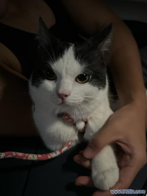 愤怒的猫咪最全游戏攻略解说_愤怒的猫咪最新游戏技巧通关