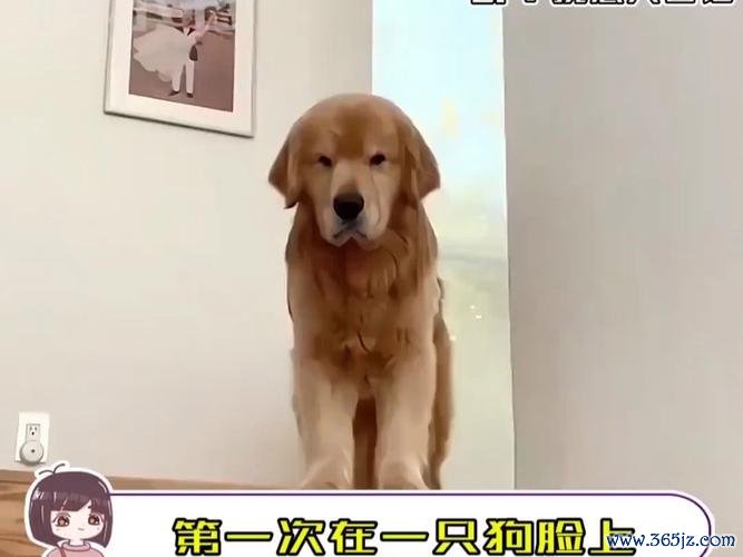 愤怒的狗最全游戏攻略解说_愤怒的狗最新游戏技巧通关