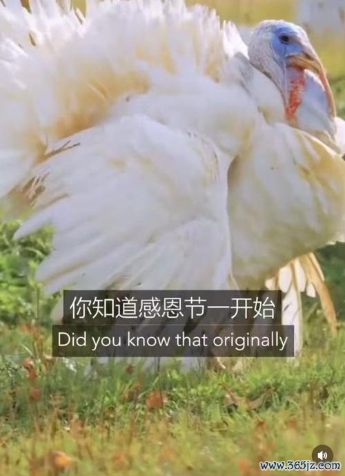 感恩节火鸡最全游戏攻略解说_感恩节火鸡最新游戏技巧通关