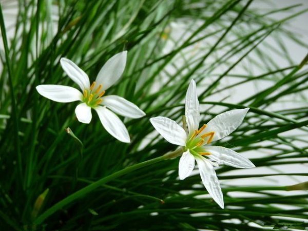 惊风草最全游戏攻略解说_惊风草最新游戏技巧通关