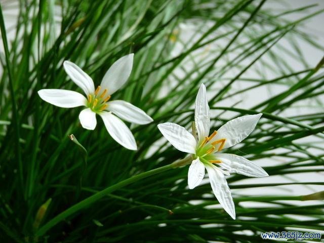 惊风草最全游戏攻略解说_惊风草最新游戏技巧通关