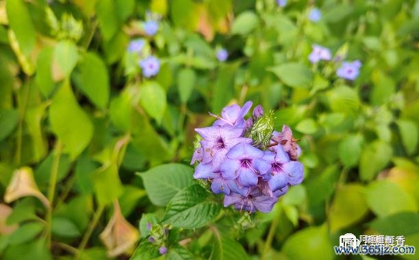 惊风草最全游戏攻略解说_惊风草最新游戏技巧通关