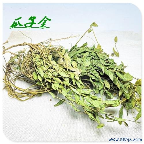 惊风草最全游戏攻略解说_惊风草最新游戏技巧通关