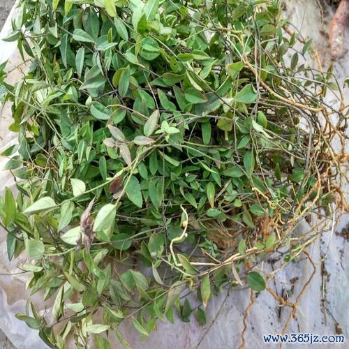 惊风草最全游戏攻略解说_惊风草最新游戏技巧通关