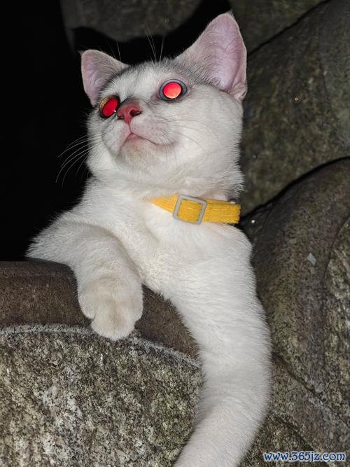 恶魔猫最全游戏攻略解说_恶魔猫最新游戏技巧通关