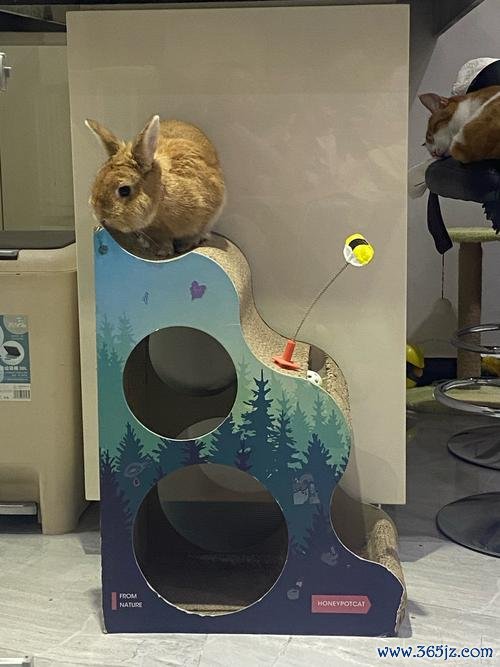 快乐的兔子最全游戏攻略解说_快乐的兔子最新游戏技巧通关