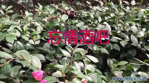 忘情酒吧最全游戏攻略解说_忘情酒吧最新游戏技巧通关