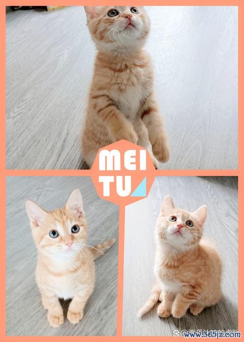 心动小猫最全游戏攻略解说_心动小猫最新游戏技巧通关