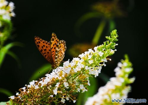 彩蝶飞最全游戏攻略解说_彩蝶飞最新游戏技巧通关