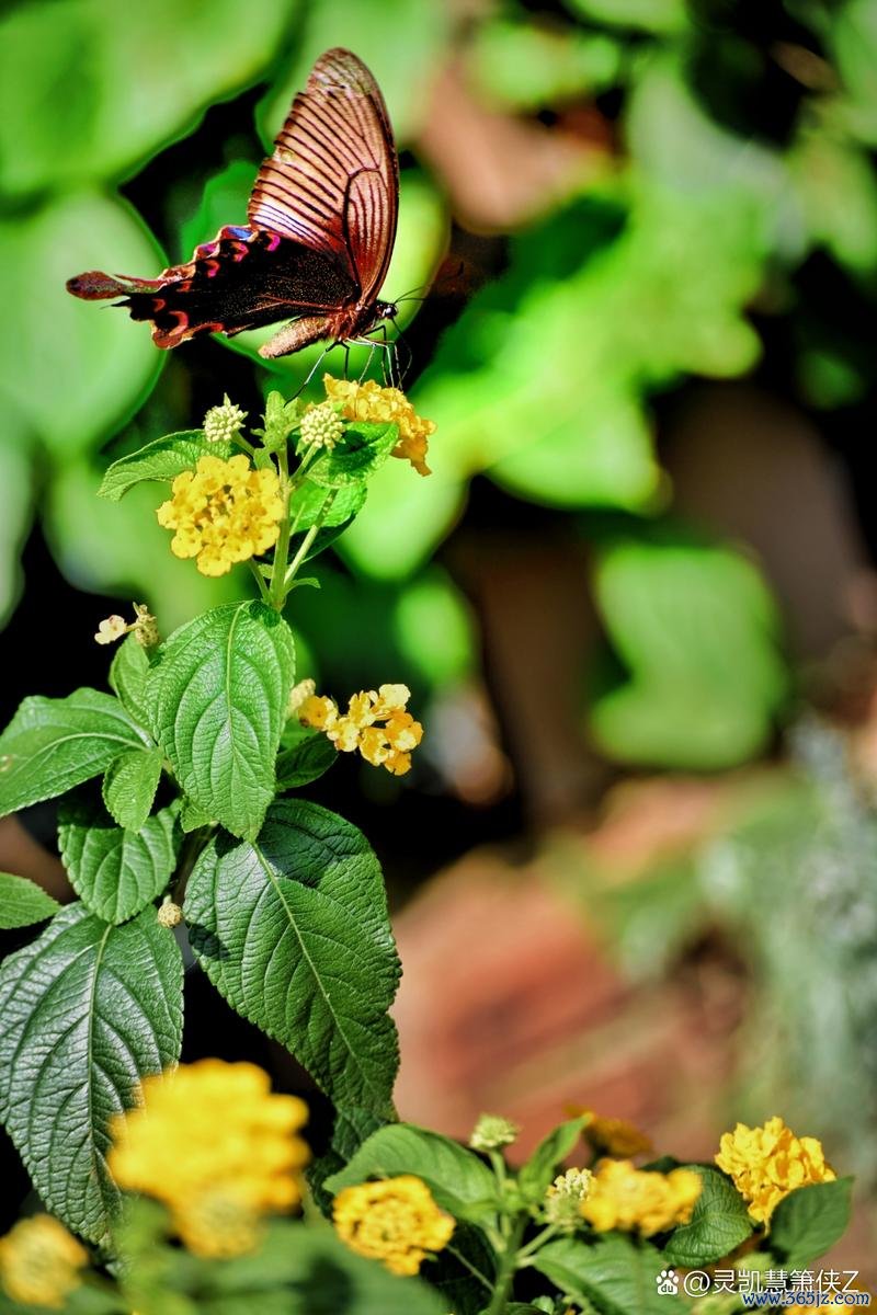 彩蝶飞最全游戏攻略解说_彩蝶飞最新游戏技巧通关