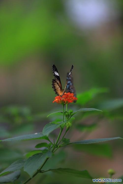 彩蝶飞最全游戏攻略解说_彩蝶飞最新游戏技巧通关