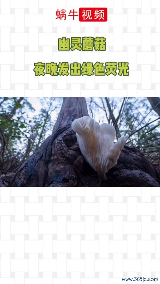 幽灵菇最全游戏攻略解说_幽灵菇最新游戏技巧通关