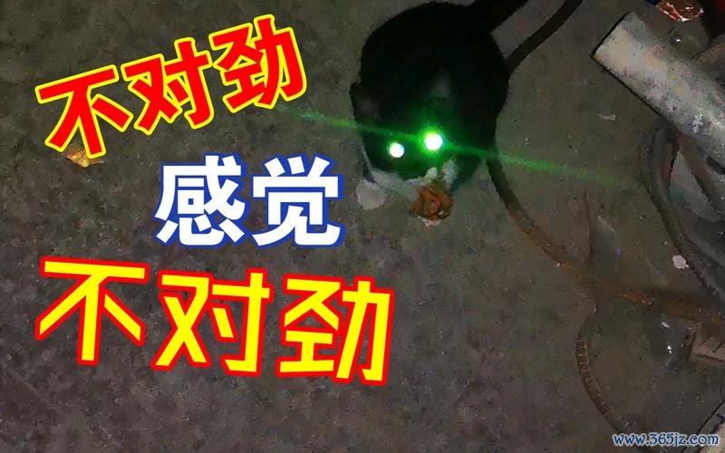 幽灵猫最全游戏攻略解说_幽灵猫最新游戏技巧通关