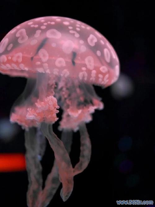 幽灵水母最全游戏攻略解说_幽灵水母最新游戏技巧通关