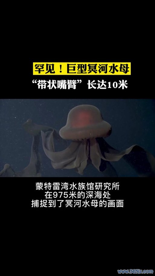 幽灵水母最全游戏攻略解说_幽灵水母最新游戏技巧通关