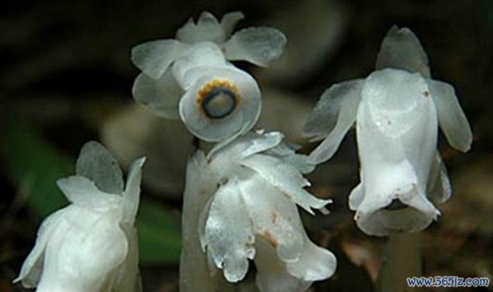 幽灵之花最全游戏攻略解说_幽灵之花最新游戏技巧通关