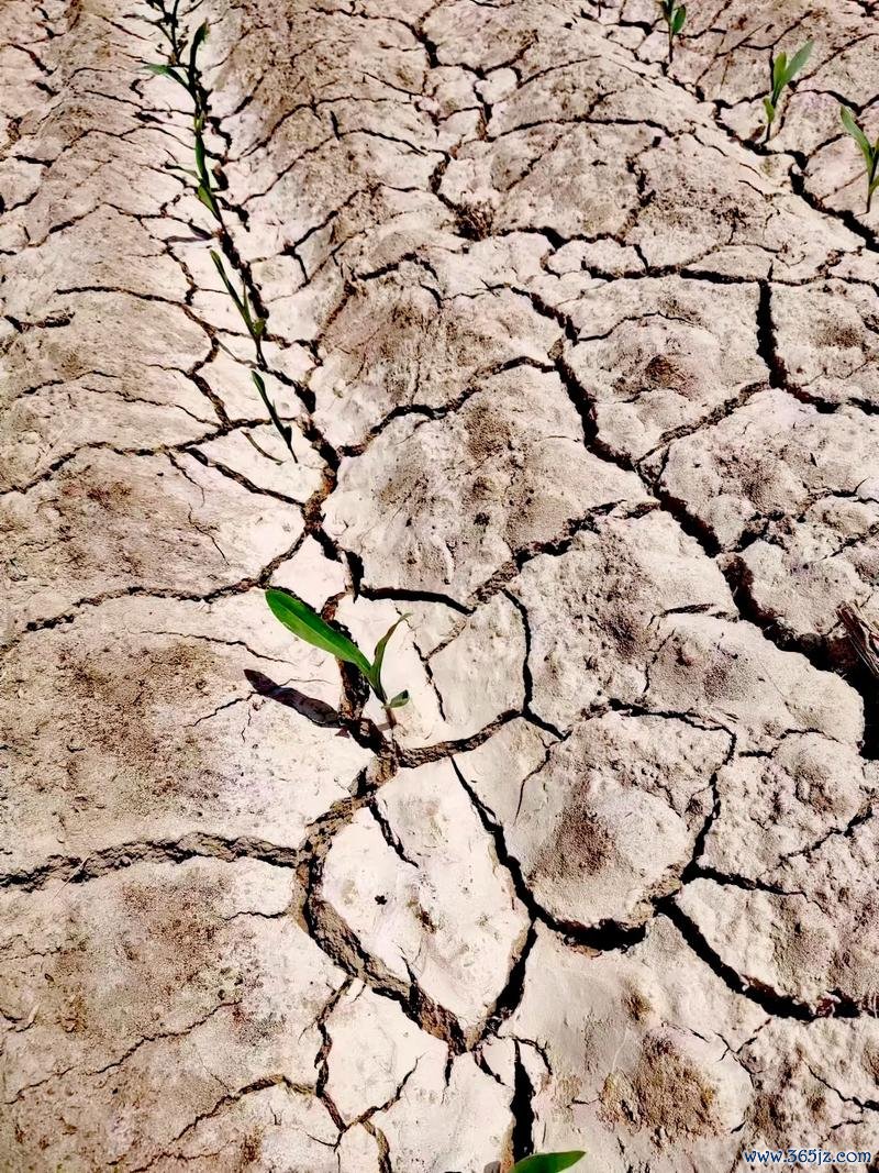 干涸地最全游戏攻略解说_干涸地最新游戏技巧通关