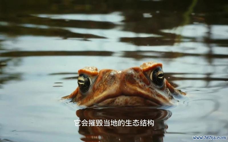 巨型蟾蜍最全游戏攻略解说_巨型蟾蜍最新游戏技巧通关
