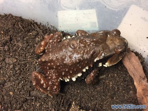 巨型蟾蜍最全游戏攻略解说_巨型蟾蜍最新游戏技巧通关