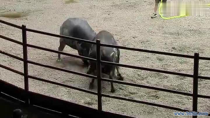 小雷公最全游戏攻略解说_小雷公最新游戏技巧通关