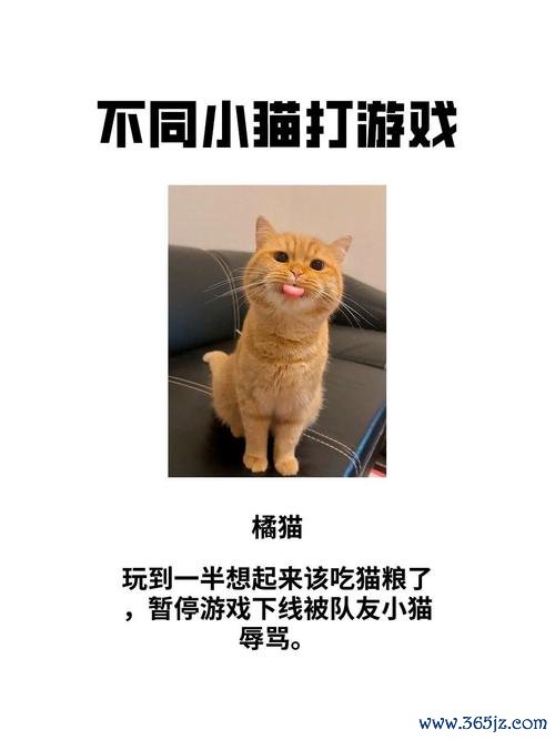 小猫app最全游戏攻略解说_小猫app最新游戏技巧通关