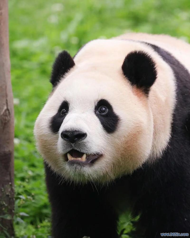 小熊