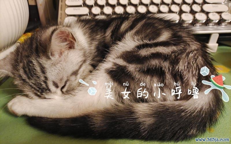 小呼噜最全游戏攻略解说_小呼噜最新游戏技巧通关