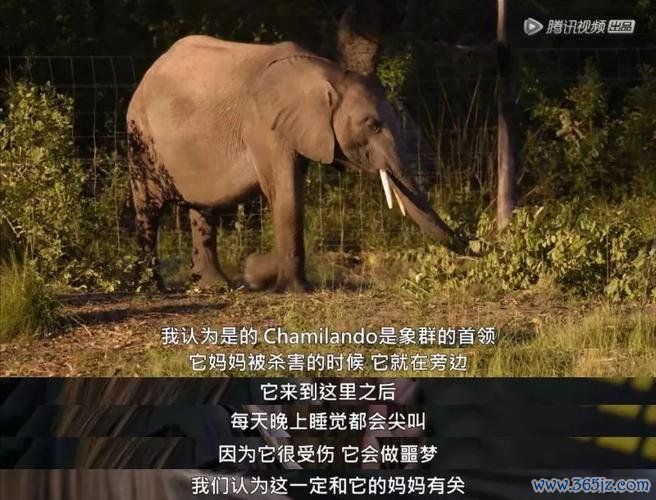 寻找大象最全游戏攻略解说_寻找大象最新游戏技巧通关