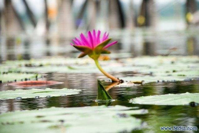 家族狂欢全流程攻略_家族狂欢最新玩法技巧